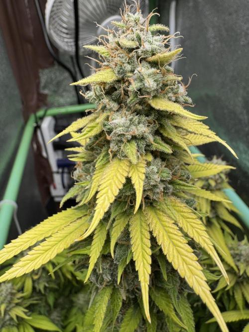 Big Demon by Divine Seeds. Week 20