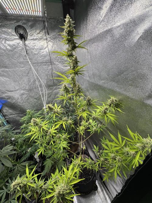 CBD Lemon Auto - Herbies Seeds. Week 10