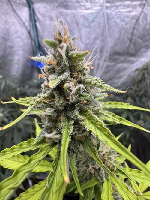 CBD Lemon Auto - Herbies Seeds. Week 10