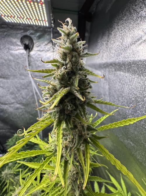 CBD Lemon Auto - Herbies Seeds. Week 10