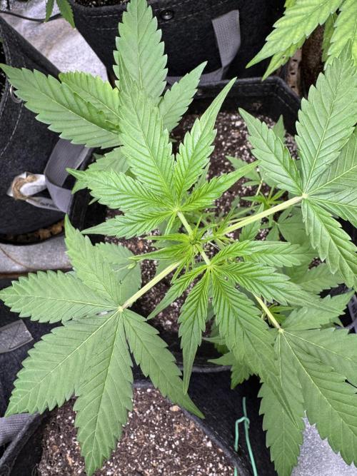 Purple Tangie Auto - Supernatural Seeds. Week 5