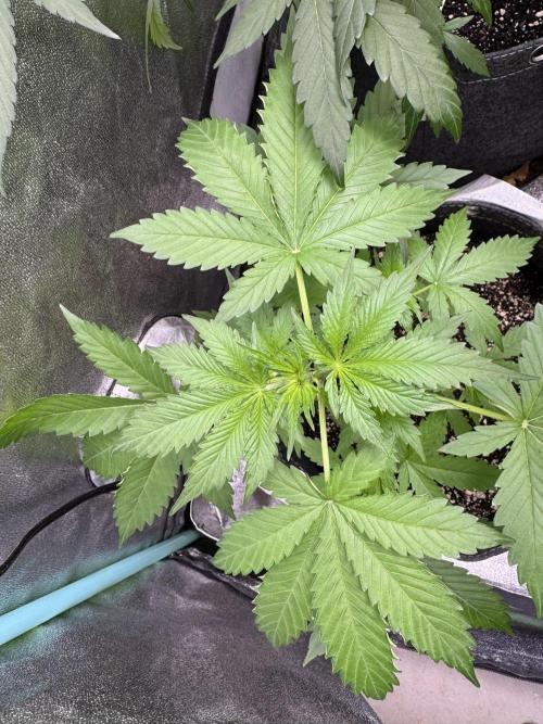 Wild Strawberry F1 Auto Run 2-TasteBudz. Week 4