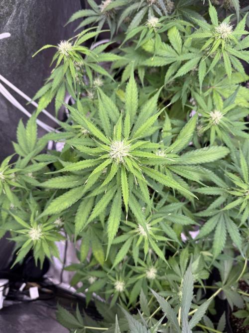 Apple Betty Auto from Herbies Seeds. Week 8