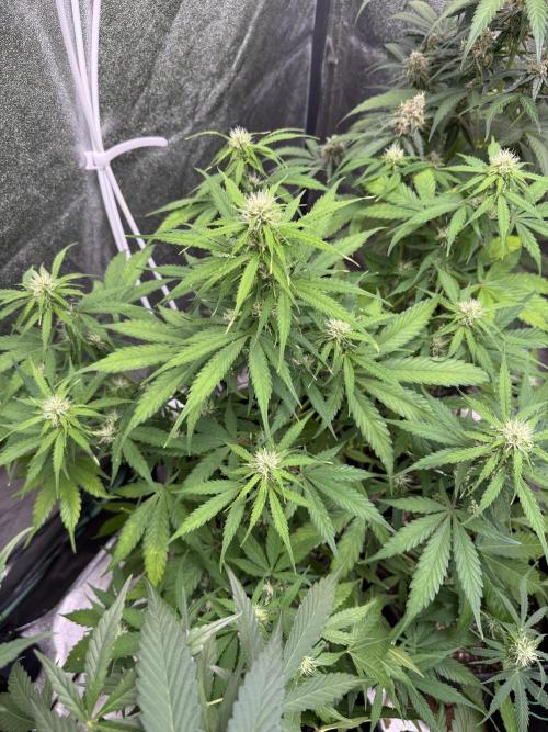 Apple Betty Auto from Herbies Seeds. Week 8