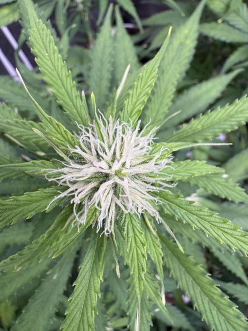 Apple Betty Auto from Herbies Seeds. Week 8