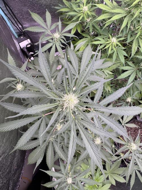 Sour Apple X Strawberry Gorilla Auto. Week 7