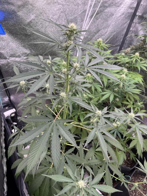 Sour Apple X Strawberry Gorilla Auto. Week 7