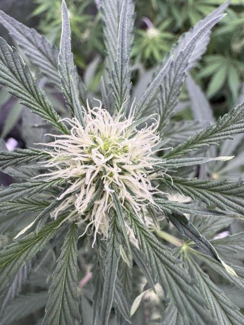 Sour Apple X Strawberry Gorilla Auto. Week 7