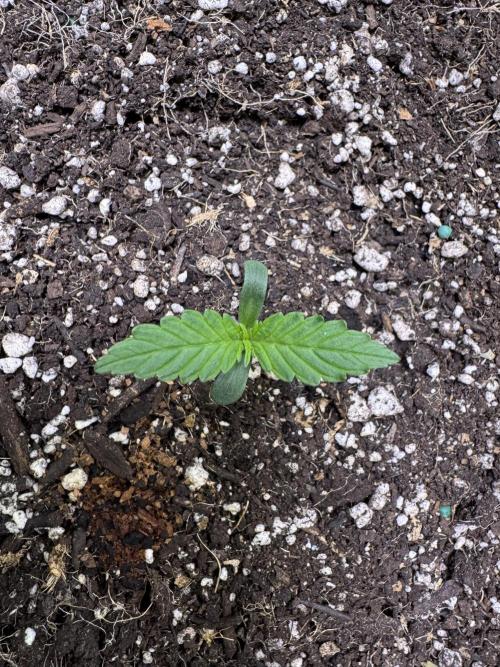 Sticky Broccoli Auto-Zamnesia. Week 1