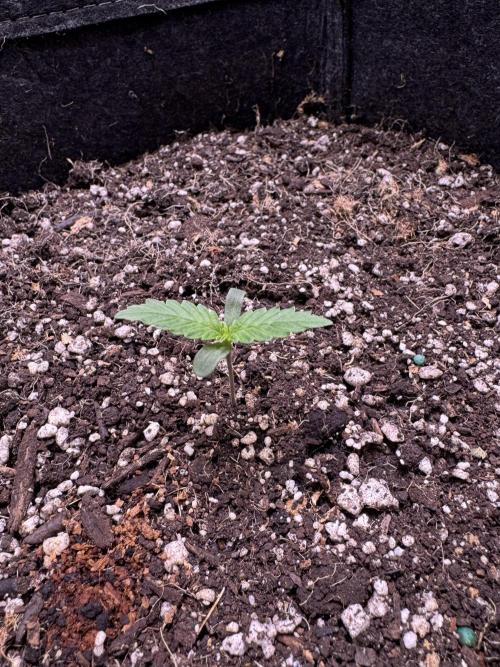 Sticky Broccoli Auto-Zamnesia. Week 1