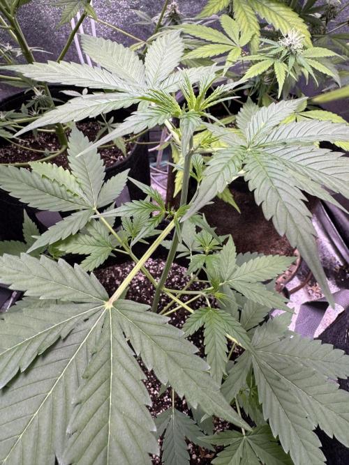 Purple Tangie Auto - Supernatural Seeds. Week 6