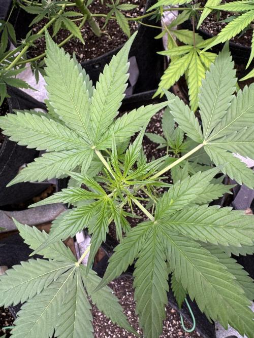 Purple Tangie Auto - Supernatural Seeds. Week 6