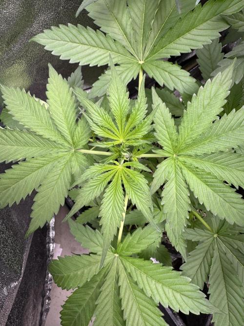 Wild Strawberry F1 Auto Run 2-TasteBudz. Week 4