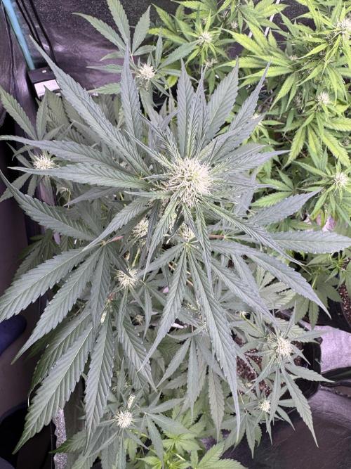 Sour Apple X Strawberry Gorilla Auto. Week 7