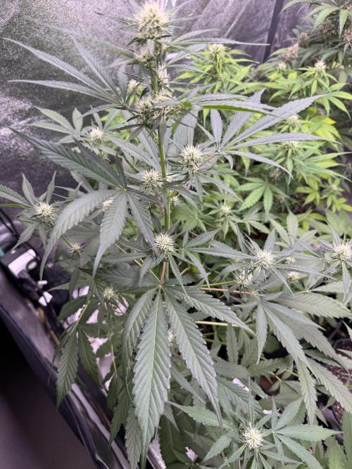 Sour Apple X Strawberry Gorilla Auto. Week 7