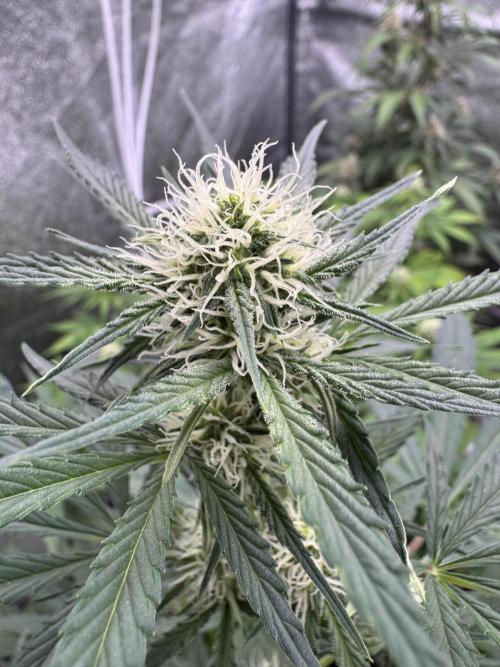 Sour Apple X Strawberry Gorilla Auto. Week 7