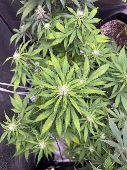 Apple Betty Auto from Herbies Seeds. Week 8