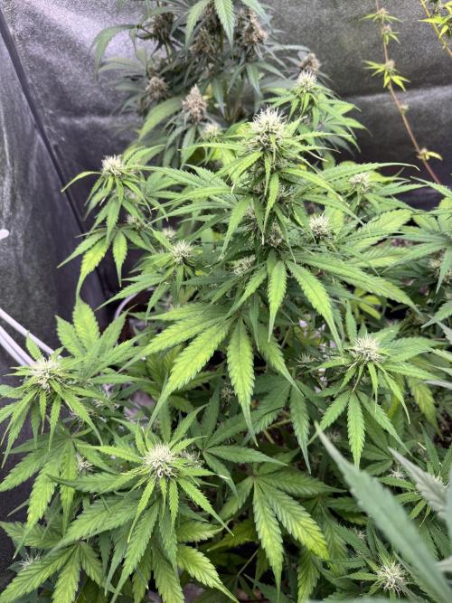 Apple Betty Auto from Herbies Seeds. Week 8