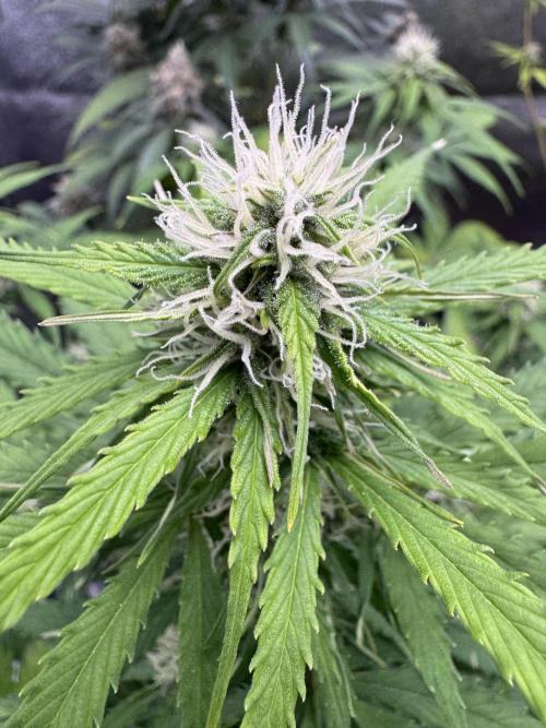 Apple Betty Auto from Herbies Seeds. Week 8