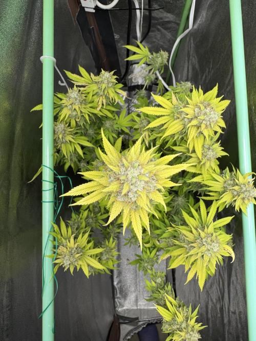 Big Demon by Divine Seeds. Week 20