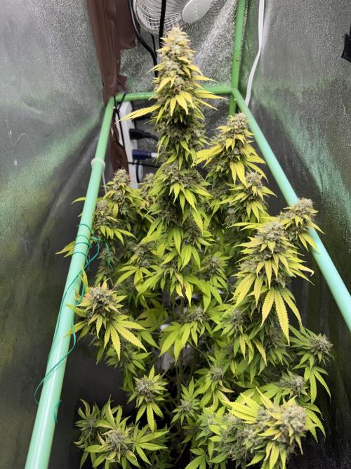 Big Demon by Divine Seeds. Week 20