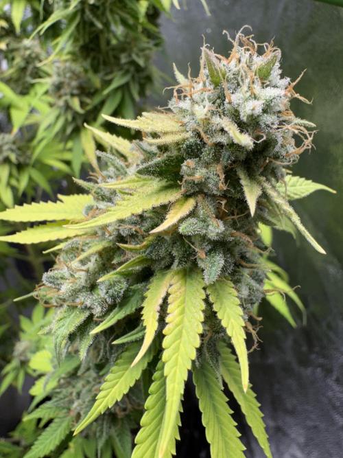 Big Demon by Divine Seeds. Week 20