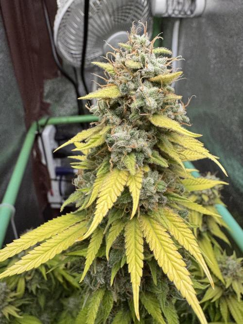 Big Demon by Divine Seeds. Week 20