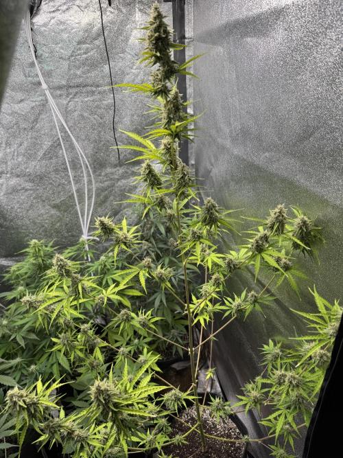 CBD Lemon Auto - Herbies Seeds. Week 10