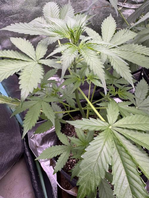 Wild Strawberry F1 Auto Run 2-TasteBudz. Week 5