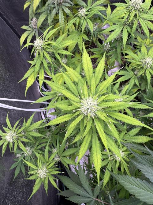 Apple Betty Auto from Herbies Seeds. Week 9