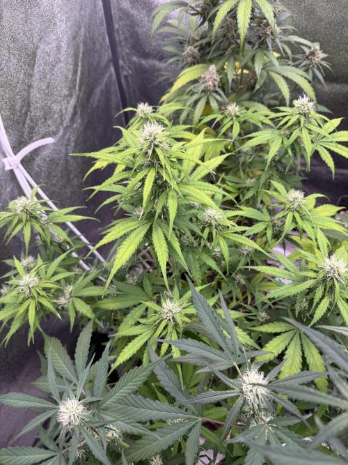 Apple Betty Auto from Herbies Seeds. Week 9