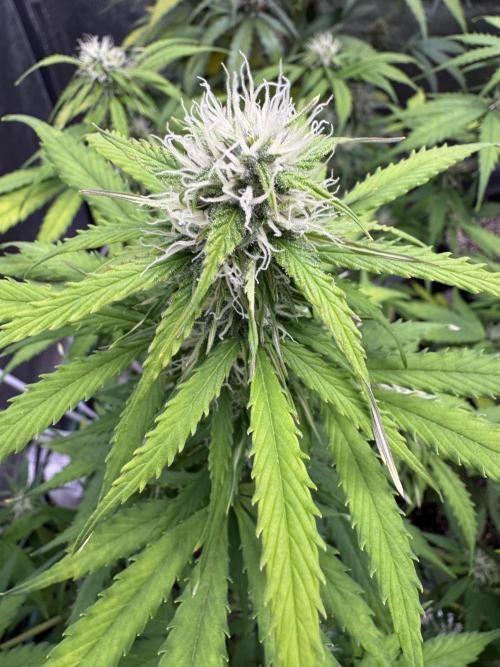 Apple Betty Auto from Herbies Seeds. Week 9