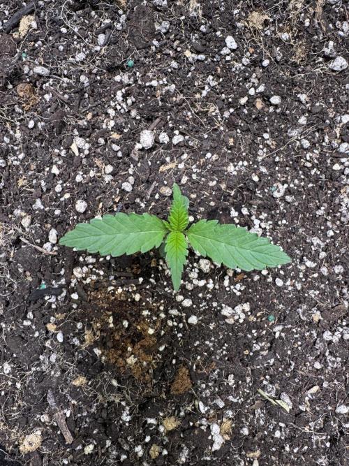 Sticky Broccoli Auto-Zamnesia. Week 1