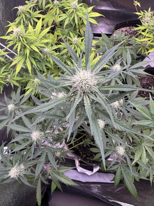 Sour Apple X Strawberry Gorilla Auto. Week 8