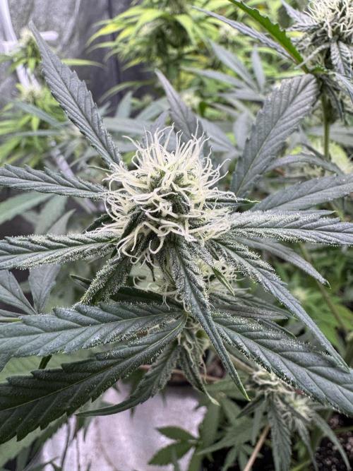 Sour Apple X Strawberry Gorilla Auto. Week 8