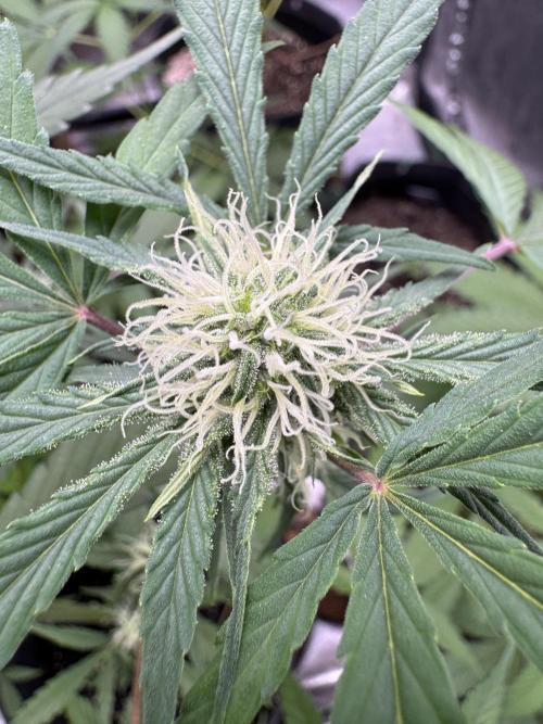 Sour Apple X Strawberry Gorilla Auto. Week 8