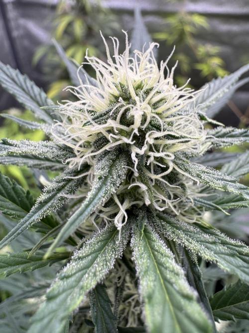 Sour Apple X Strawberry Gorilla Auto. Week 8