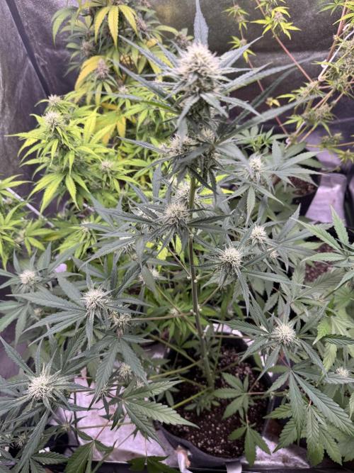 Sour Apple X Strawberry Gorilla Auto. Week 8