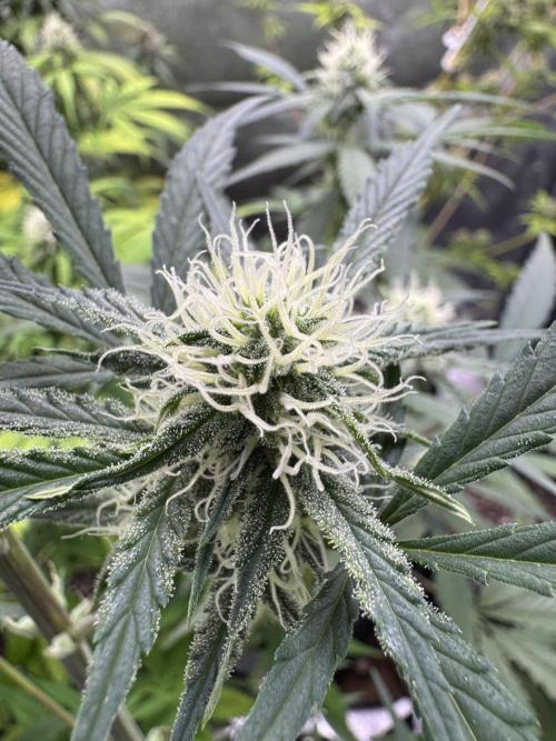 Sour Apple X Strawberry Gorilla Auto. Week 8