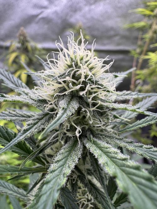 Sour Apple X Strawberry Gorilla Auto. Week 8