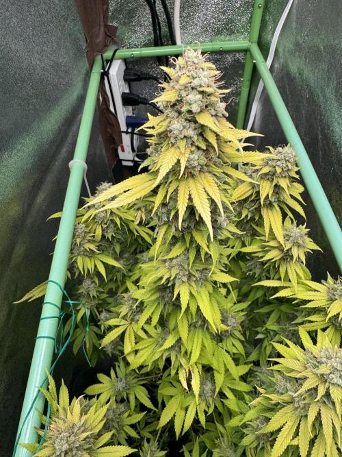 Big Demon by Divine Seeds. Week 20