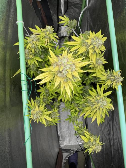 Big Demon by Divine Seeds. Week 20