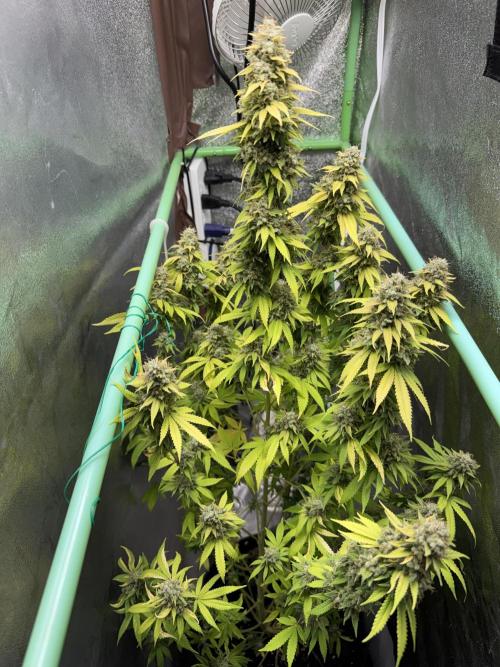 Big Demon by Divine Seeds. Week 20