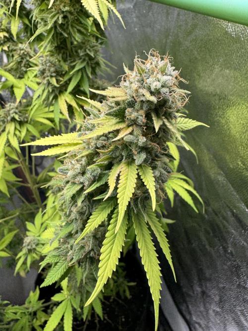 Big Demon by Divine Seeds. Week 20