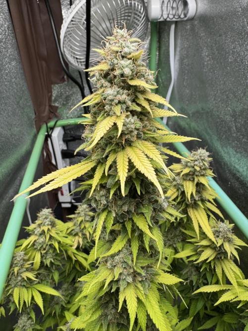 Big Demon by Divine Seeds. Week 20