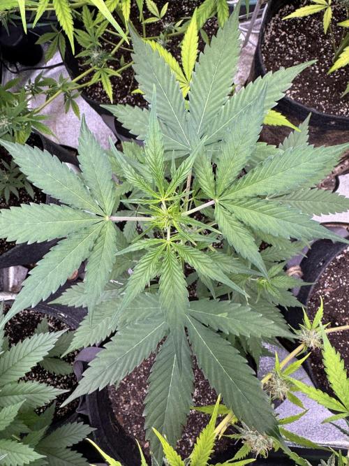 Purple Tangie Auto - Supernatural Seeds. Week 6