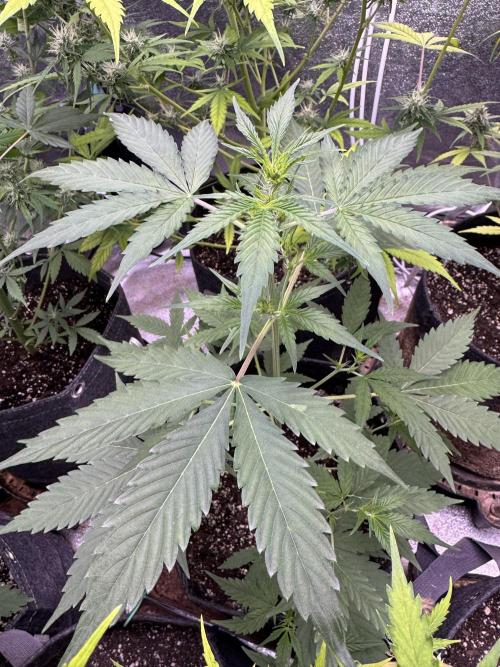 Purple Tangie Auto - Supernatural Seeds. Week 6