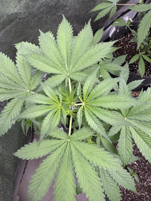 Wild Strawberry F1 Auto Run 2-TasteBudz. Week 5