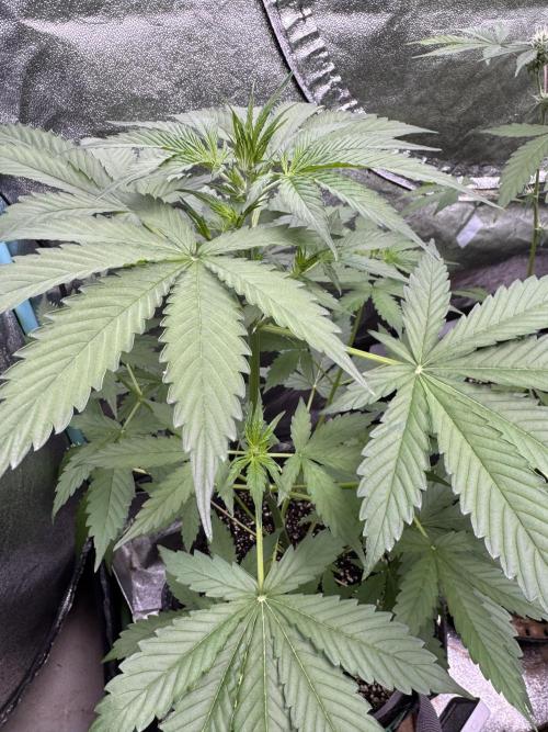 Wild Strawberry F1 Auto Run 2-TasteBudz. Week 5