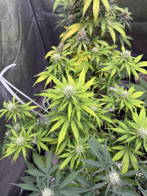 Apple Betty Auto from Herbies Seeds. Week 9